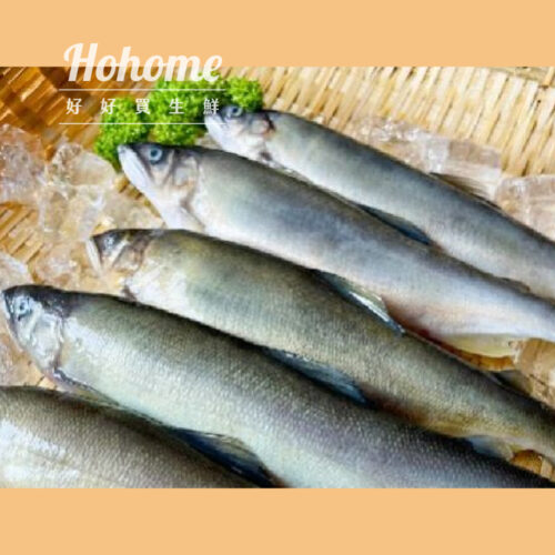 抱卵母香魚（爆卵款）