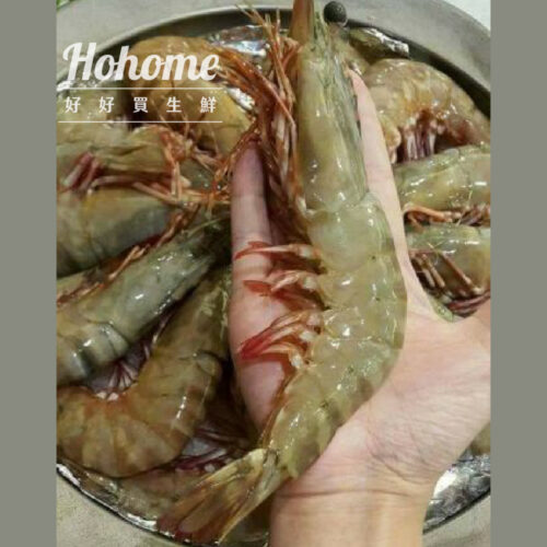 海草養殖活力白蝦